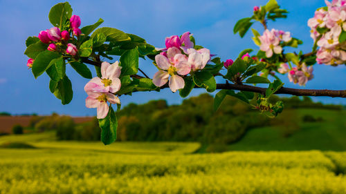 Close-up of pink flowering plant in field