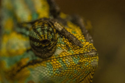 Close-up of lizard