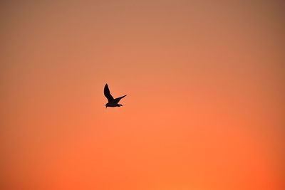 Low angle view of silhouette bird flying against orange sky