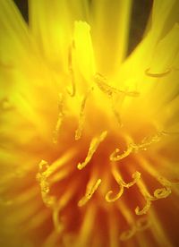 Close-up of yellow flower blooming outdoors