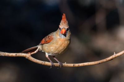 Close-up of bird perching on branch