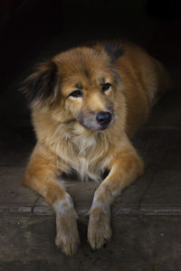 Portrait of dog sitting on hardwood floor