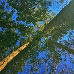 Low angle view of trees against sky