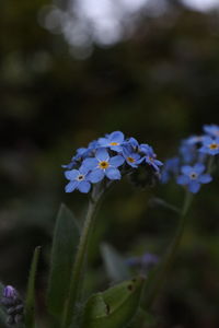 Close-up of purple flowering plant