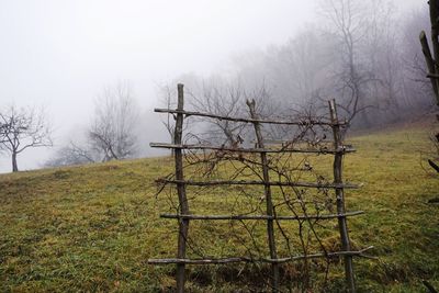 Bare trees on field against sky