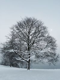 Bare trees on snow covered landscape