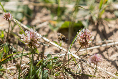 Close-up of bee on flower