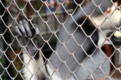 Close-up of chainlink fence