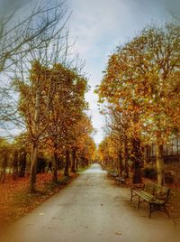 Road passing through forest