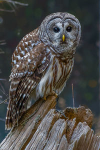 Close-up of owl perching on tree