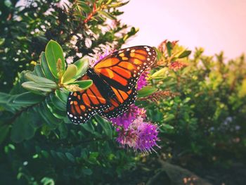 Close-up of butterfly pollinating on flower