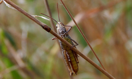 Close-up of insect on plant