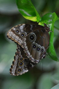 Close-up of butterfly