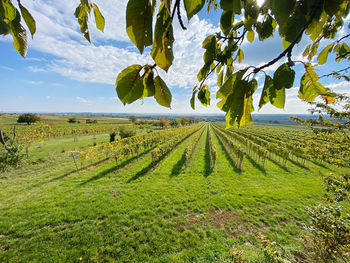 Scenic view of agricultural field against sky