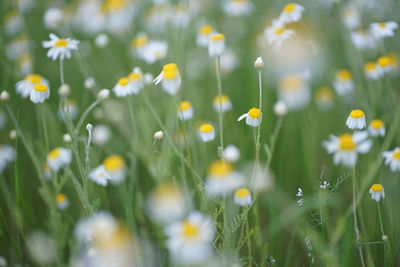 Close-up of yellow flowering plants on field