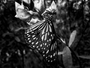 Close-up of butterfly on flower