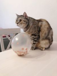 Close-up of cat sitting on table