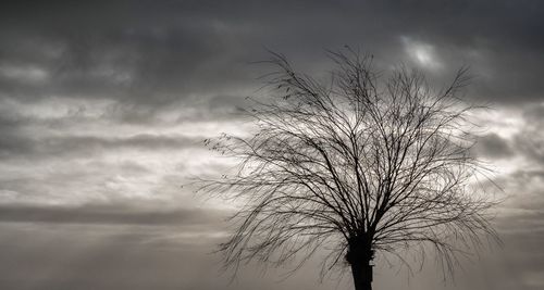Low angle view of bare tree against sky