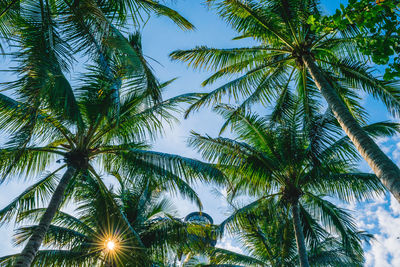 Low angle view of coconut palm trees growing against sky