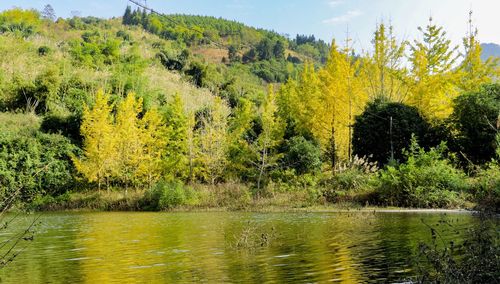 Scenic view of lake in forest