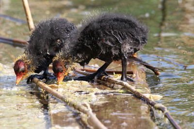 Close-up of a bird drinking water