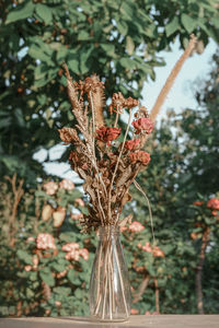 Close-up of wilted flower on tree