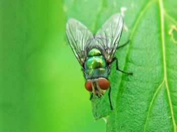 Close-up of insect on leaf