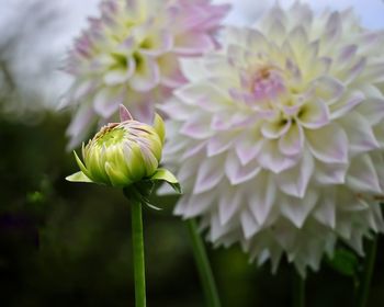 Close-up of purple flowering plant