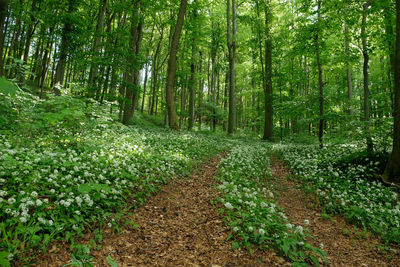 Trees growing in forest