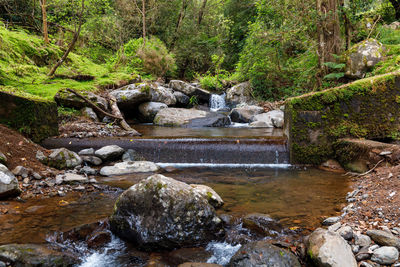 Stream flowing through rocks in forest