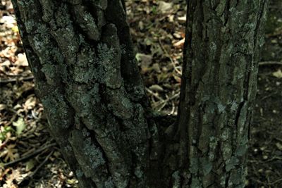 Close-up of tree trunk