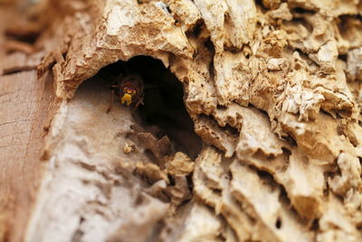 Close-up of ant on tree trunk