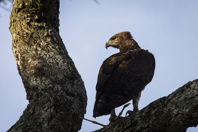 Low angle view of eagle perching on tree trunk