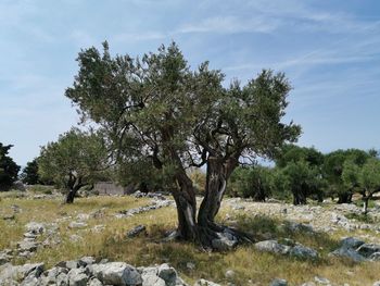 Trees on field against sky