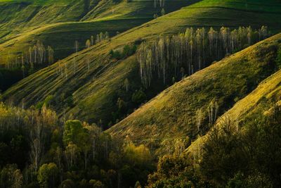 High angle view of birch trees growing on hill 