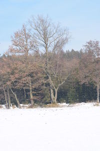 Trees on snow covered landscape