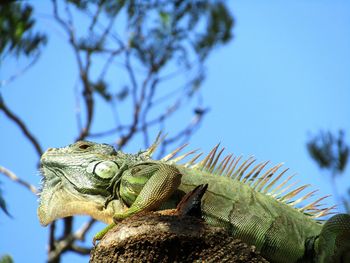 Low angle view of a lizard on tree