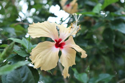 Close-up of hibiscus flower