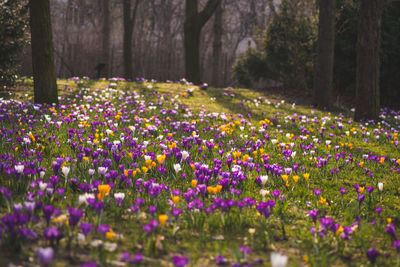 Purple and yellow crocuses blooming on field