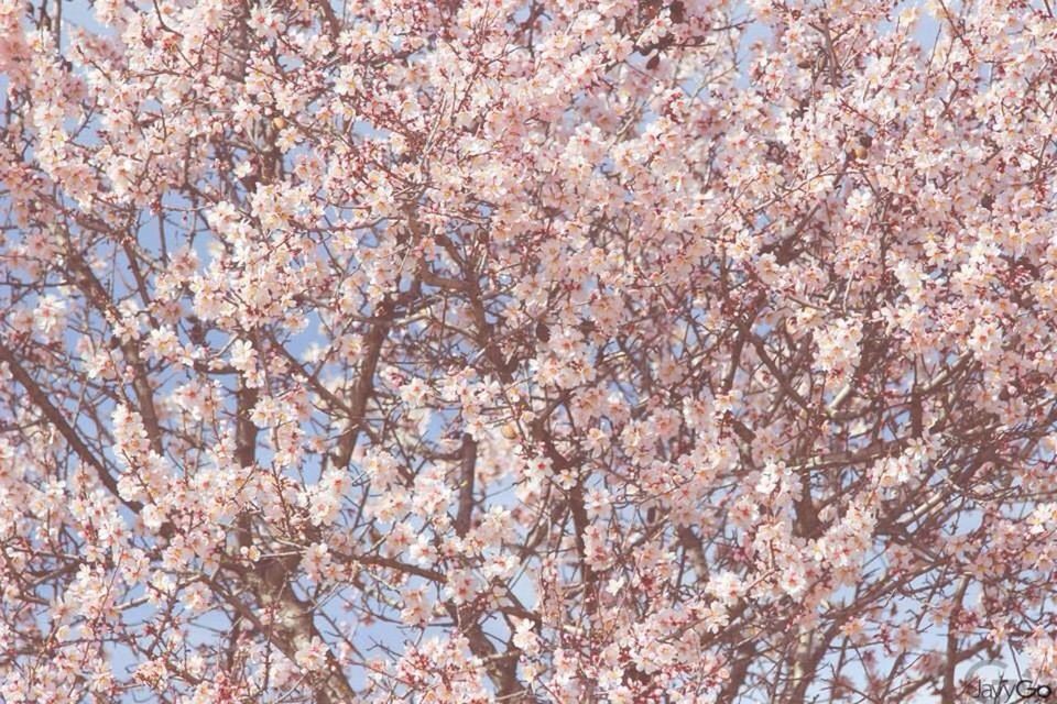 flower, tree, branch, growth, freshness, beauty in nature, cherry blossom, blossom, low angle view, fragility, nature, cherry tree, springtime, pink color, in bloom, blooming, day, abundance, outdoors, season