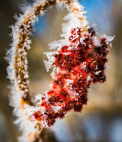 Close-up of snow on tree