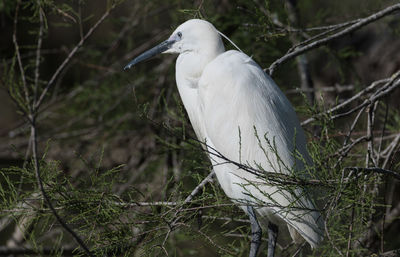 White heron perching on branch