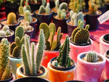 Close-up of succulent plants in market