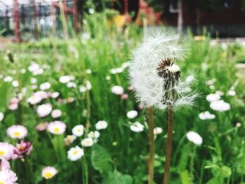 Close-up of dandelion flower