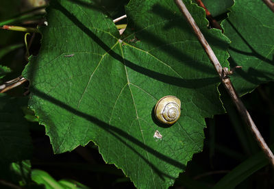 Close-up of snail on leaves