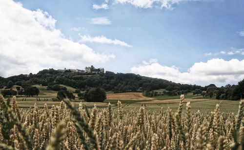 Scenic view of agricultural field against sky