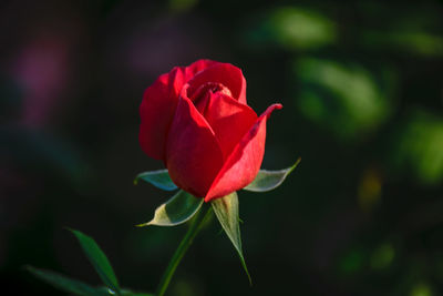 Close-up of red rose