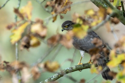 Close-up of bird perching on branch