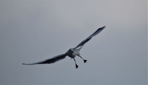 Low angle view of seagull flying in sky