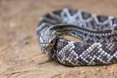 Close-up of lizard on sand